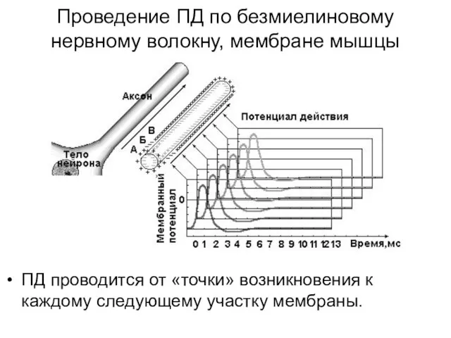 Проведение ПД по безмиелиновому нервному волокну, мембране мышцы ПД проводится от