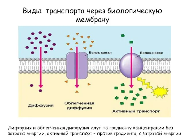 Виды транспорта через биологическую мембрану Диффузия и облегченная диффузия идут по