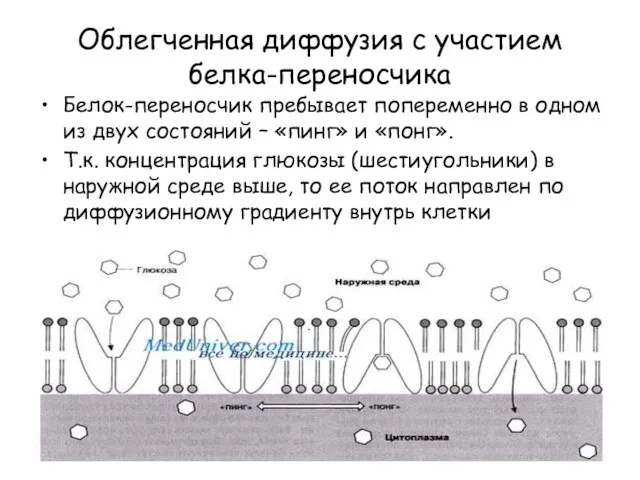 Облегченная диффузия с участием белка-переносчика Белок-переносчик пребывает попеременно в одном из