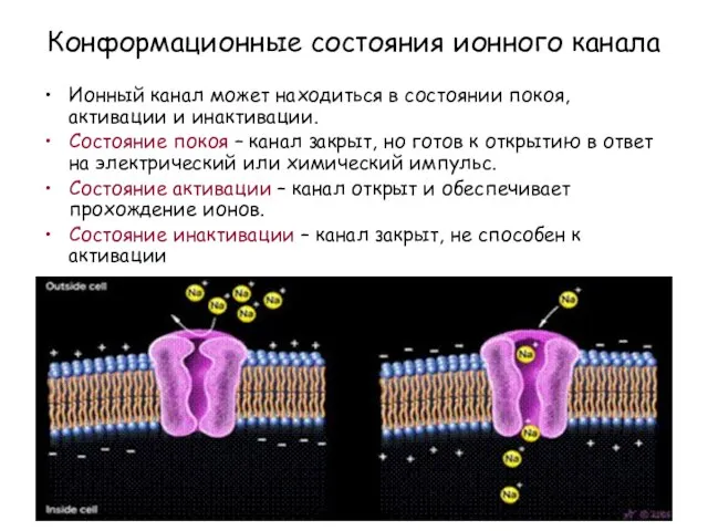 Конформационные состояния ионного канала Ионный канал может находиться в состоянии покоя,