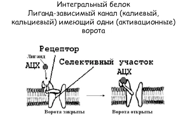 Интегральный белок Лиганд-зависимый канал (калиевый, кальциевый) имеющий одни (активационные) ворота