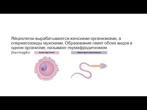 Яйцеклетки вырабатываются женскими организмами, а сперматозоиды мужскими. Образование гамет обоих видов