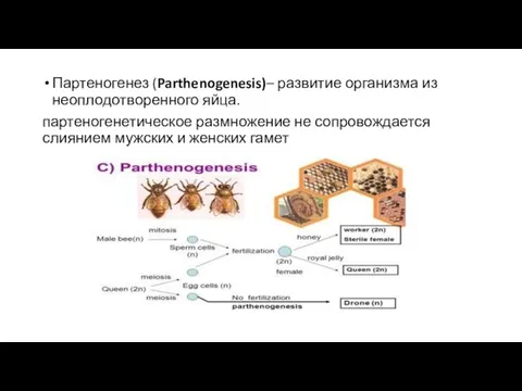 Партеногенез (Parthenogenesis)– развитие организма из неоплодотворенного яйца. партеногенетическое размножение не сопровождается слиянием мужских и женских гамет