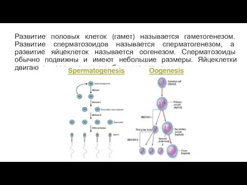 Развитие половых клеток (гамет) называется гаметогенезом. Развитие сперматозоидов называется сперматогенезом, а