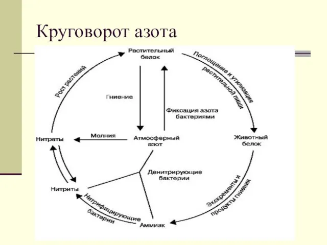 Круговорот азота