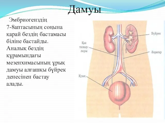 Дамуы Эмбриогенздің 7-8аптасының соңына қарай бездің бастамасы біліне бастайды.Аналық бездің құрамындағы