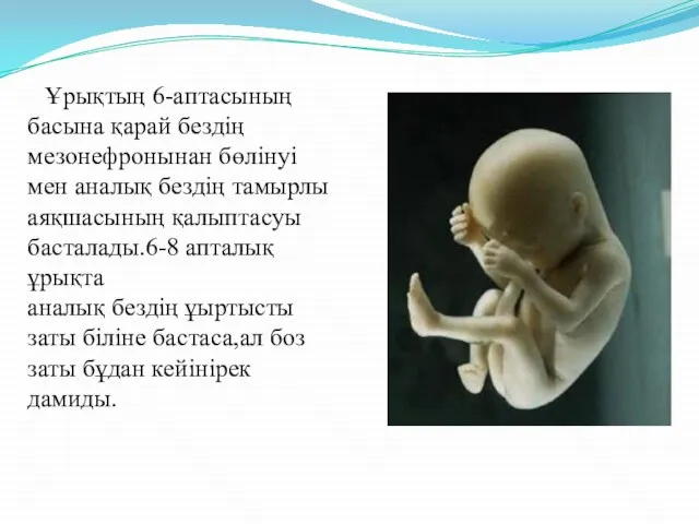 Ұрықтың 6-аптасының басына қарай бездің мезонефронынан бөлінуі мен аналық бездің тамырлы