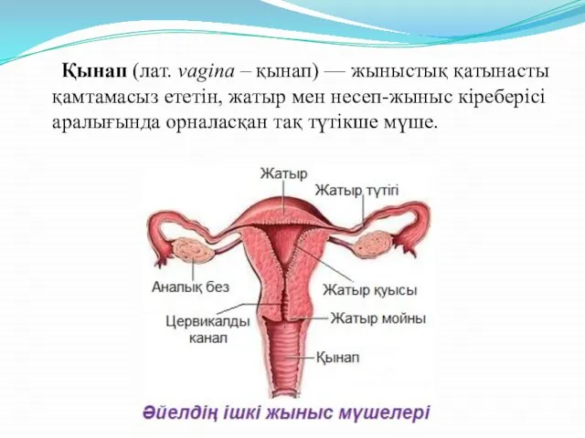 Қынап (лат. vagina – қынап) — жыныстық қатынасты қамтамасыз ететін, жатыр