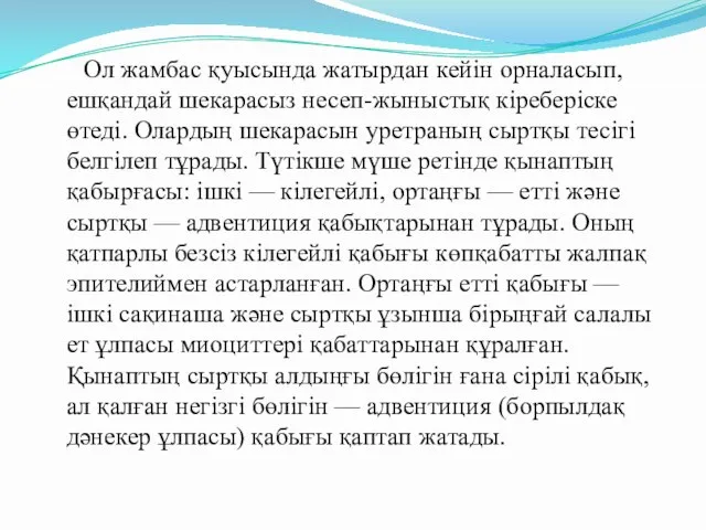 Ол жамбас қуысында жатырдан кейін орналасып, ешқандай шекарасыз несеп-жыныстық кіреберіске өтеді.