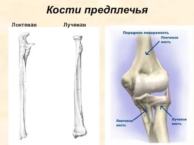 Кости предплечья Локтевая Лучевая