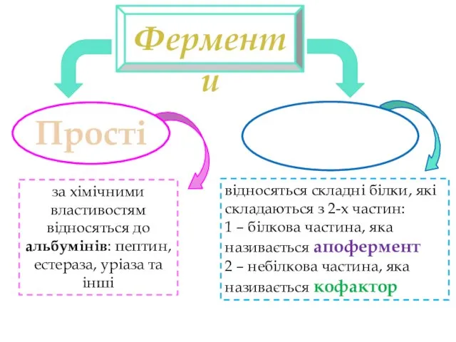 Прості Складні Ферменти за хімічними властивостям відносяться до альбумінів: пептин, естераза,