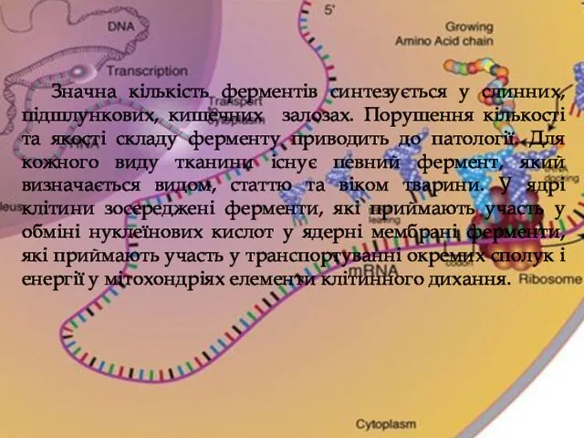 Значна кількість ферментів синтезується у слинних, підшлункових, кишечних залозах. Порушення кількості