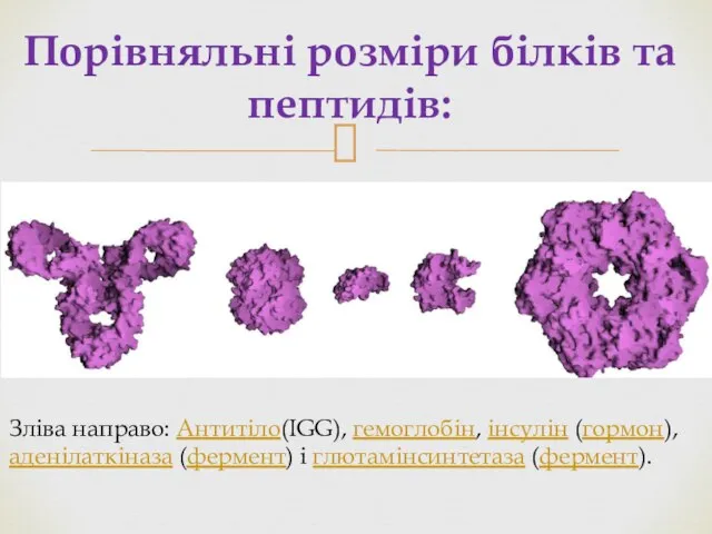 Порівняльні розміри білків та пептидів: Зліва направо: Антитіло(IGG), гемоглобін, інсулін (гормон), аденілаткіназа (фермент) і глютамінсинтетаза (фермент).
