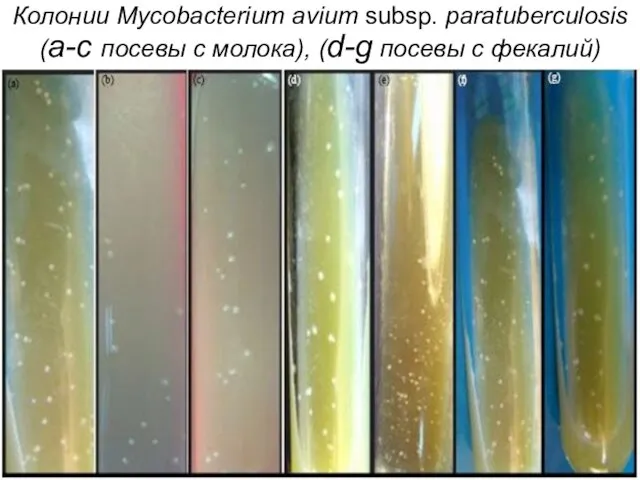 Колонии Mycobacterium avium subsp. paratuberculosis (а-с посевы с молока), (d-g посевы с фекалий)