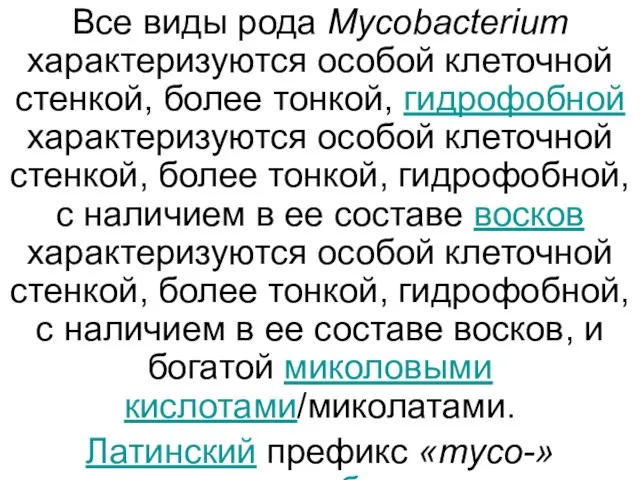 Все виды рода Mycobacterium характеризуются особой клеточной стенкой, более тонкой, гидрофобной