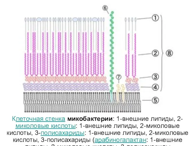 Клеточная стенка микобактерии: 1-внешние липиды, 2-миколовые кислоты: 1-внешние липиды, 2-миколовые кислоты,