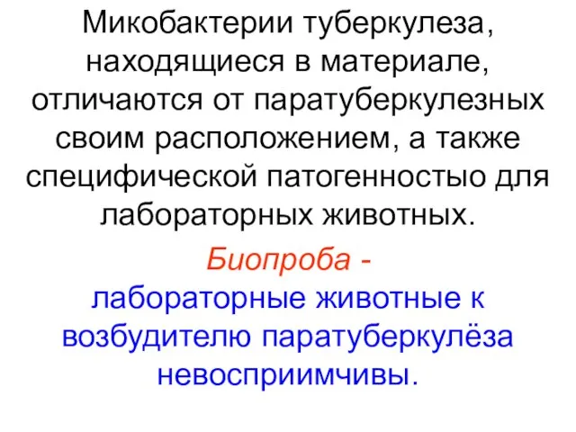 Микобактерии туберкулеза, находящиеся в материале, отличаются от паратуберкулезных своим расположением, а