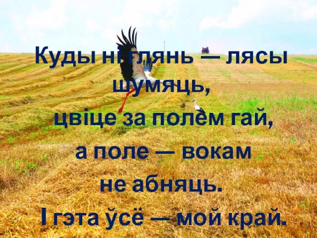 Куды ні глянь — лясы шумяць, цвіце за полем гай, а