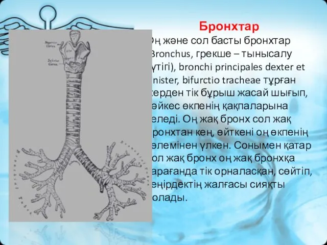 Бронхтар Оң және сол басты бронхтар (Bronchus, грекше – тынысалу түтігі),