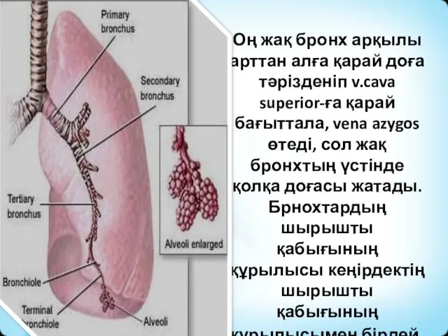 Оң жақ бронх арқылы арттан алға қарай доға тәрізденіп v.cava superior-ға