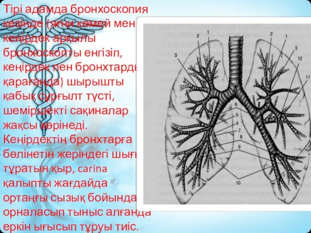 Тірі адамда бронхоскопия кезінде (яғни көмей мен кеңірдек арқылы бронхоскопты енгізіп,