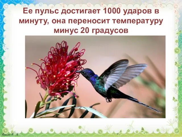 Ее пульс достигает 1000 ударов в минуту, она переносит температуру минус 20 градусов колибри пустельга альбатрос