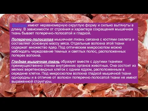 Волокна имеют неравномерную округлую форму и сильно вытянуты в длину. В