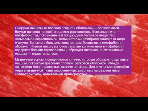 Снаружи мышечные волокна покрыты оболочкой — сарколеммой. Внутри волокна по всей