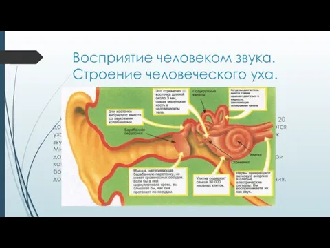 Восприятие человеком звука. Строение человеческого уха. Человеческое ухо воспринимает звуковые колебания