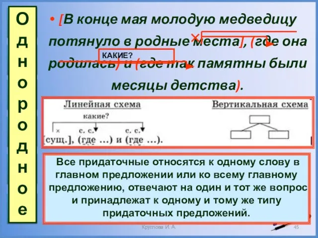 [В конце мая молодую медведицу потянуло в родные места], (где она