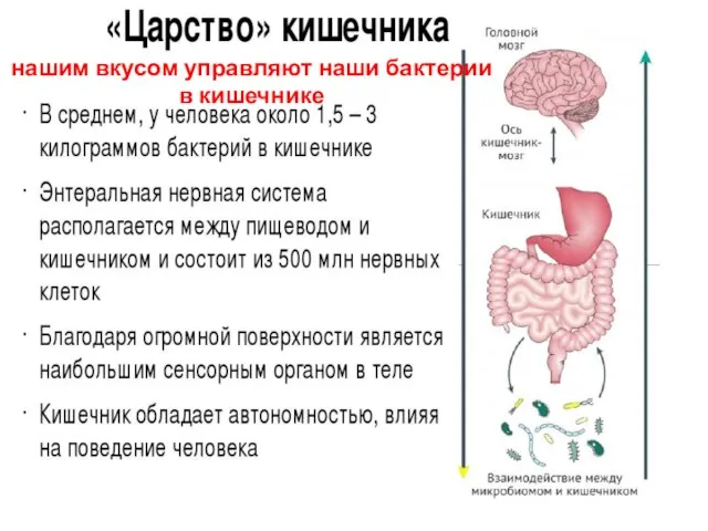 нашим вкусом управляют наши бактерии в кишечнике