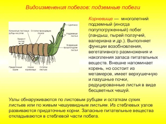 Видоизменения побегов: подземные побеги Корневище — многолетний подземный (иногда полупогруженный) побег