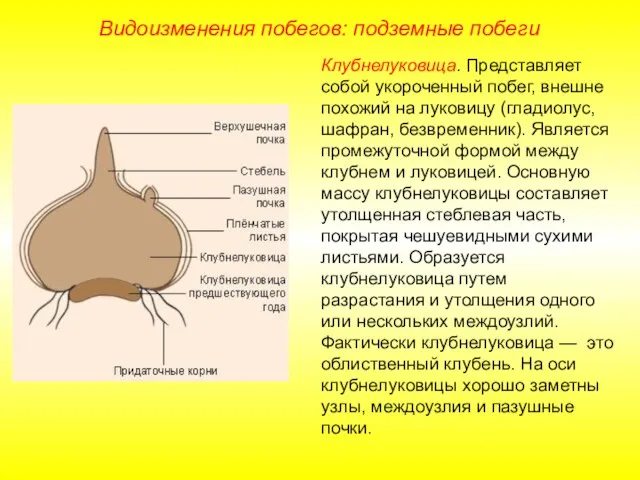 Клубнелуковица. Представляет собой укороченный побег, внешне похожий на луковицу (гладиолус, шафран,