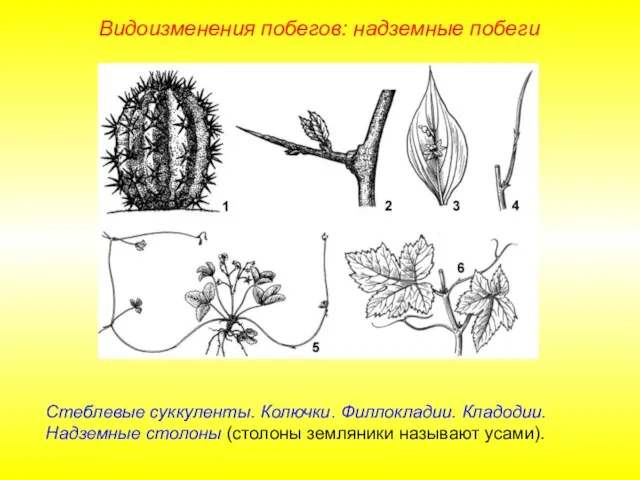 Стеблевые суккуленты. Колючки. Филлокладии. Кладодии. Надземные столоны (столоны земляники называют усами). Видоизменения побегов: надземные побеги