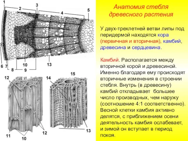 Анатомия стебля древесного растения У двух-трехлетней ветви липы под перидермой находятся