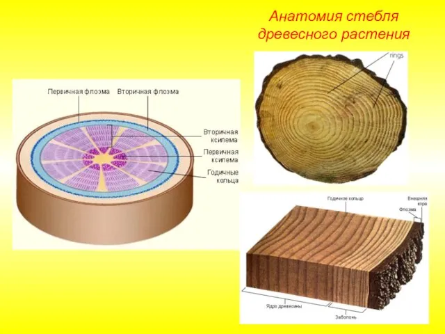 Анатомия стебля древесного растения