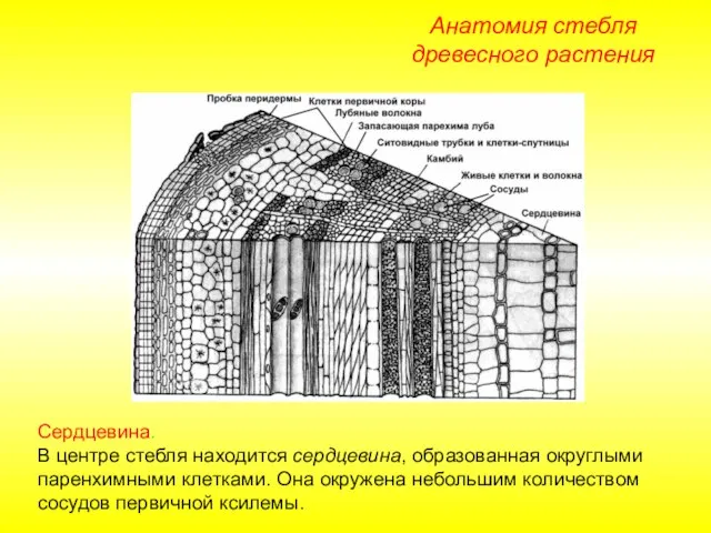 Сердцевина. В центре стебля находится сердцевина, образованная округлыми паренхимными клетками. Она