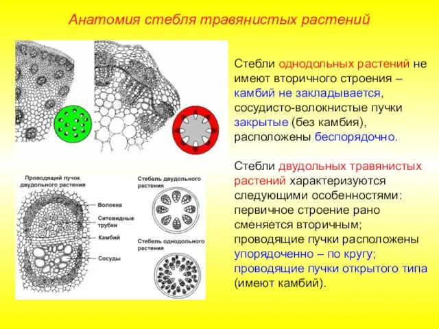 Стебли однодольных растений не имеют вторичного строения – камбий не закладывается,