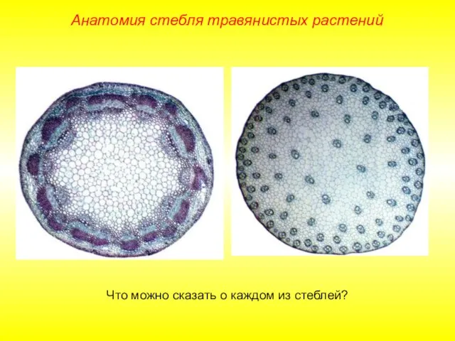 Анатомия стебля травянистых растений Что можно сказать о каждом из стеблей?