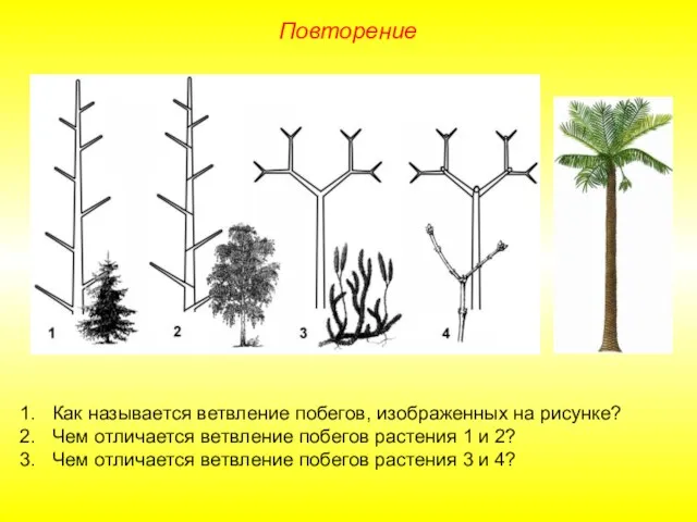 Повторение Как называется ветвление побегов, изображенных на рисунке? Чем отличается ветвление