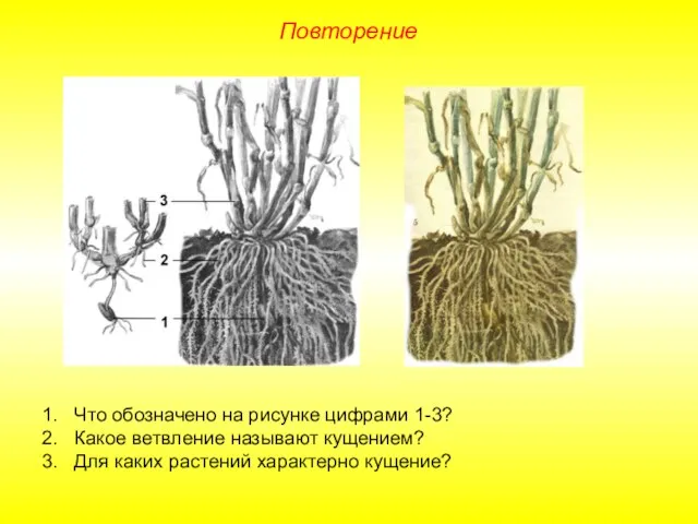 Повторение Что обозначено на рисунке цифрами 1-3? Какое ветвление называют кущением? Для каких растений характерно кущение?