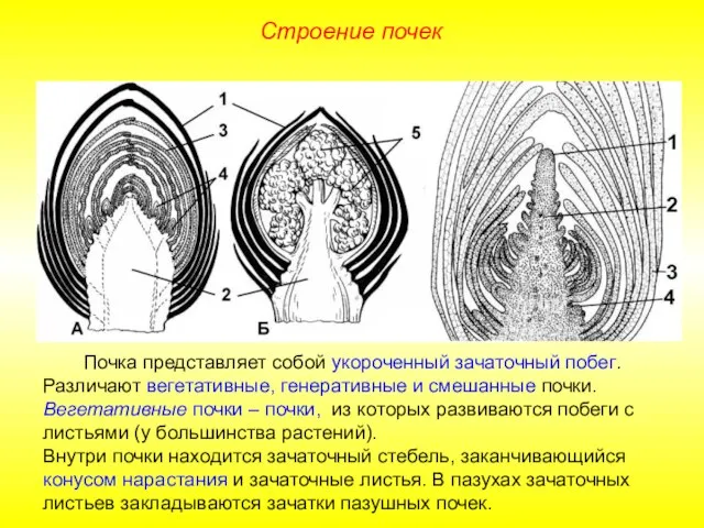 Почка представляет собой укороченный зачаточный побег. Различают вегетативные, генеративные и смешанные