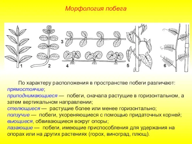 По характеру расположения в пространстве побеги различают: прямостоячие; приподнимающиеся — побеги,