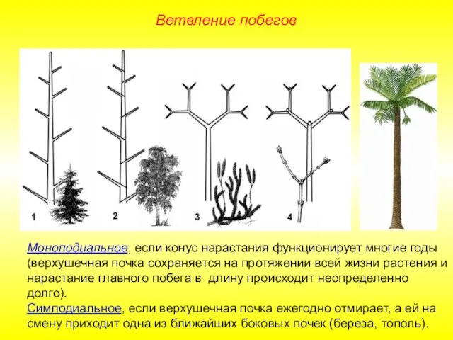 Моноподиальное, если конус нарастания функционирует многие годы (верхушечная почка сохраняется на