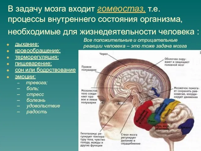 В задачу мозга входит гомеостаз, т.е. процессы внутреннего состояния организма, необходимые