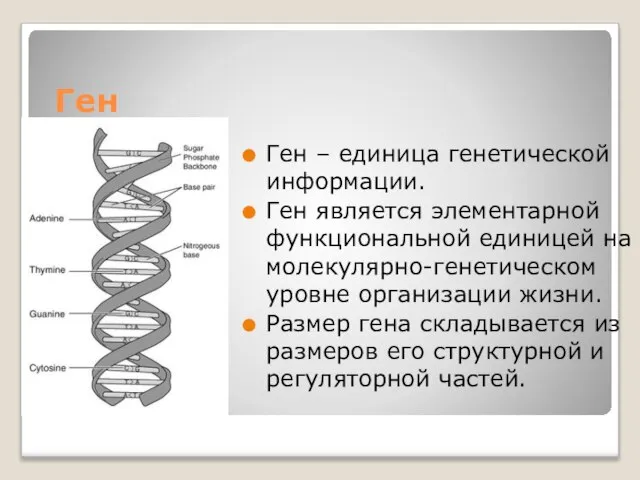 Ген Ген – единица генетической информации. Ген является элементарной функциональной единицей
