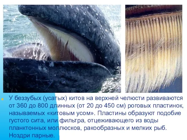 У беззубых (усатых) китов на верхней челюсти развиваются от 360 до