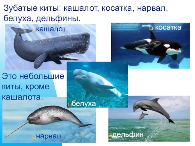 Зубатые киты: кашалот, косатка, нарвал, белуха, дельфины. косатка кашалот нарвал дельфин