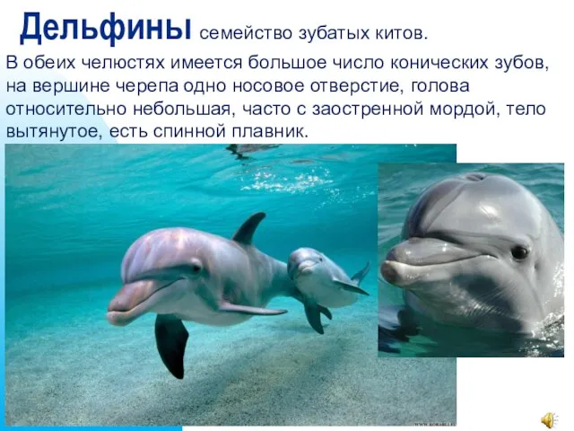 Дельфины семейство зубатых китов. В обеих челюстях имеется большое число конических