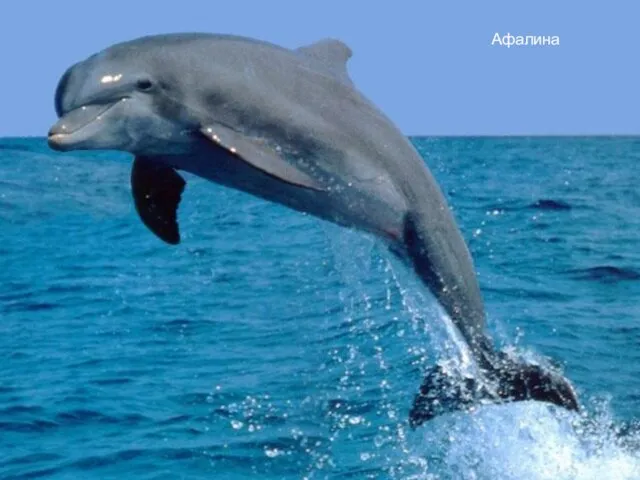 Дельфин-белобочка Гринда (чёрный дельфин) Серый дельфин Пёстрые дельфины